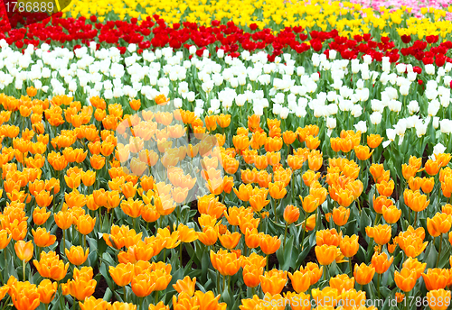 Image of colorful flower field of tulip