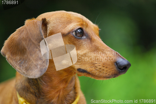 Image of dachshund dog in park