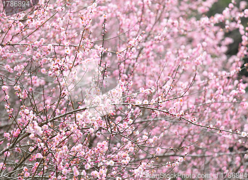 Image of plum flower blossom