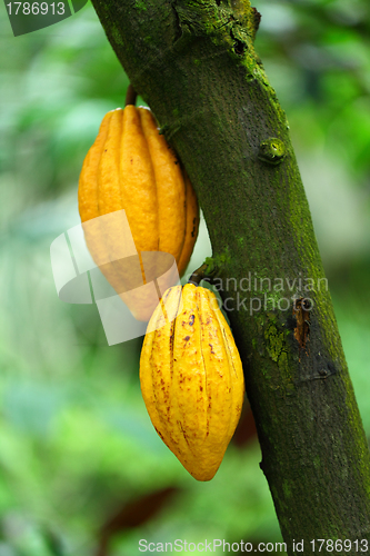 Image of Cocoa pods