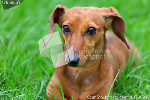 Image of dachshund dog