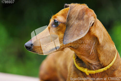 Image of dachshund dog in park