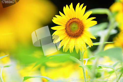 Image of sunflower