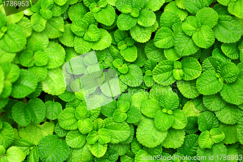 Image of Fresh leaf