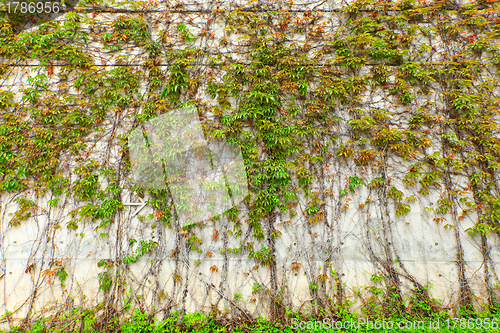 Image of Green plant on wall