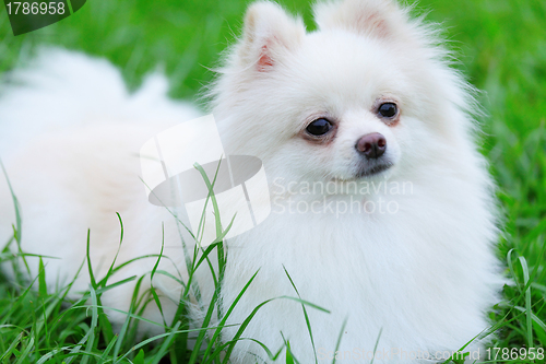 Image of white pomeranian dog