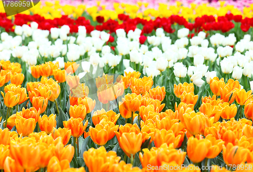 Image of tulips flower