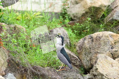 Image of bird eating fish