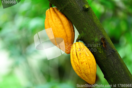 Image of Cocoa pods