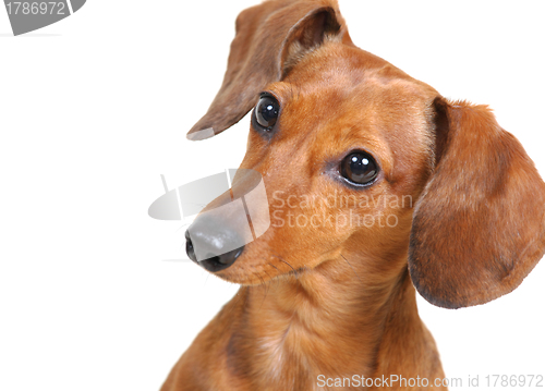 Image of Dachshund Dog