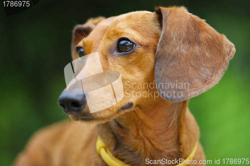 Image of dachshund dog