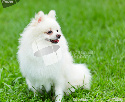 Image of white pomeranian dog