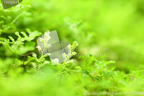 Image of moss