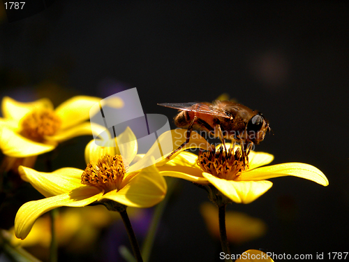 Image of Bee at work