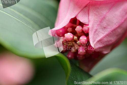 Image of rose grape, medinilla magnifica, melastomataceae