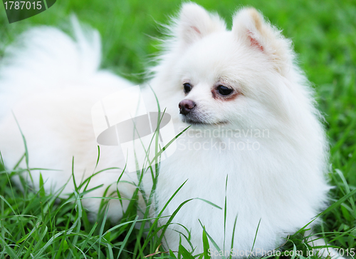 Image of white pomeranian dog