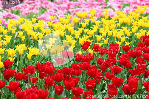 Image of tulips flower field