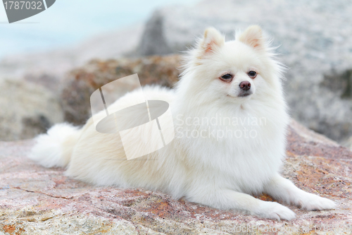 Image of white pomeranian dog