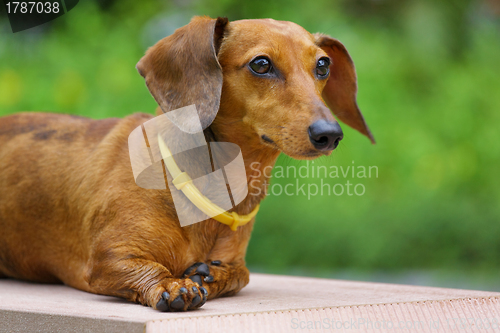 Image of dachshund dog