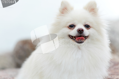 Image of white pomeranian dog