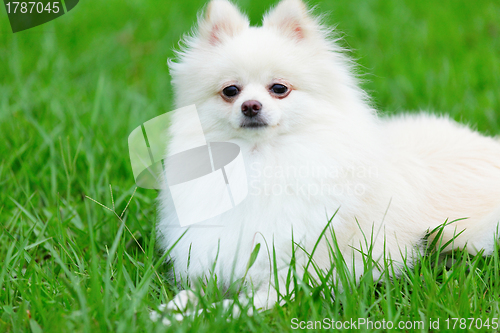 Image of white pomeranian dog