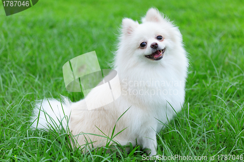 Image of white pomeranian dog