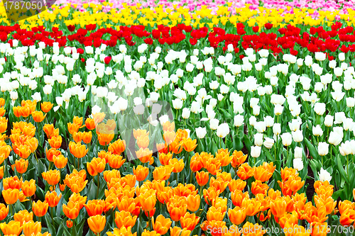 Image of tulips flower field