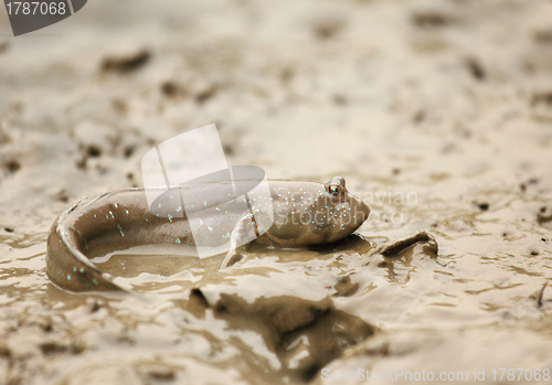 Image of mudskipper