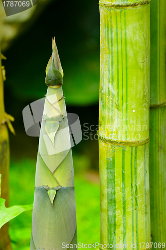 Image of bamboo shoot