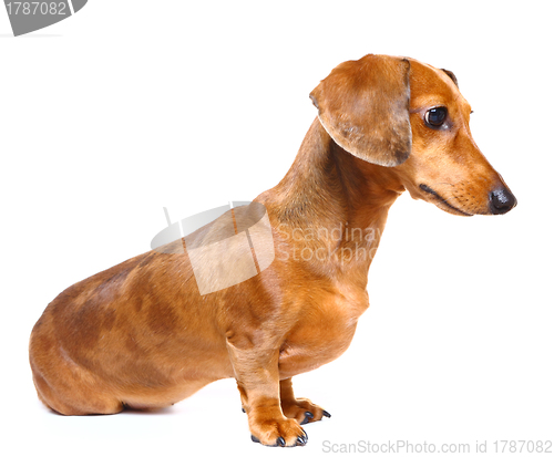 Image of Dachshund Dog