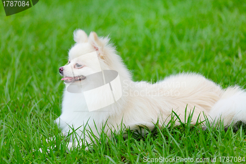 Image of white pomeranian dog