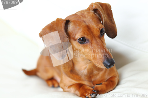 Image of Dachshund Dog