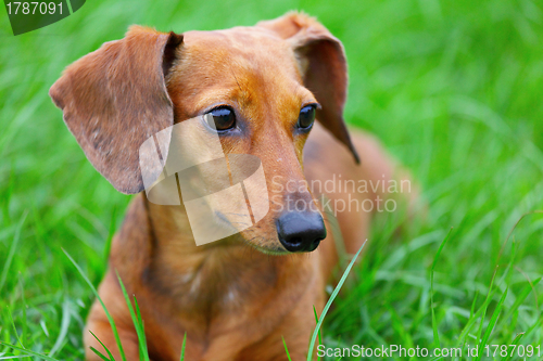 Image of dachshund dog in park