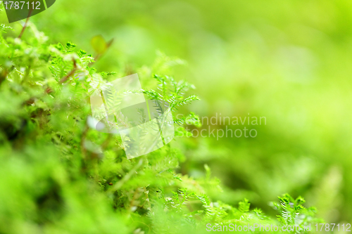 Image of moss