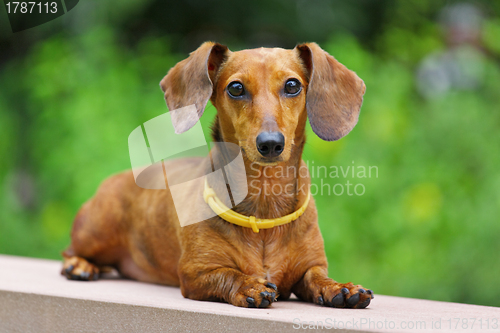 Image of dachshund dog