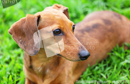 Image of dachshund dog in park