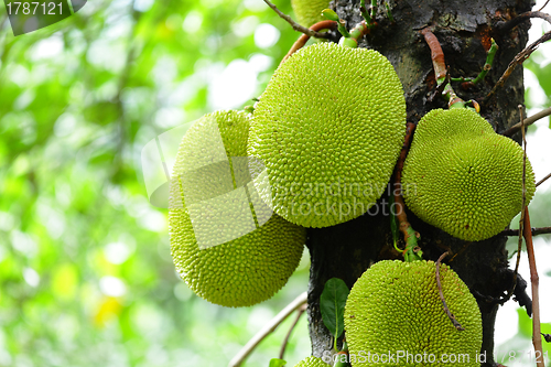 Image of jack fruits