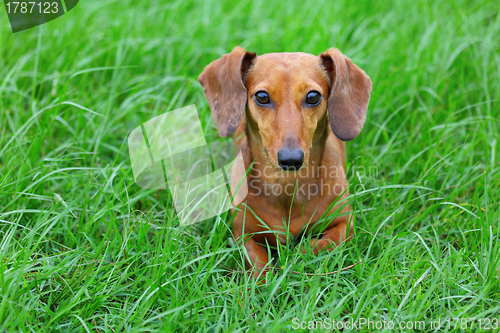 Image of dachshund dog in park