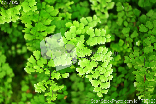 Image of Fresh green leaf