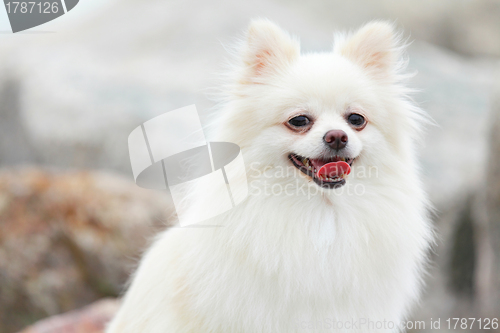 Image of white pomeranian dog