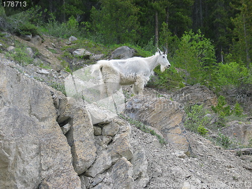 Image of Shedding Mountain Goat