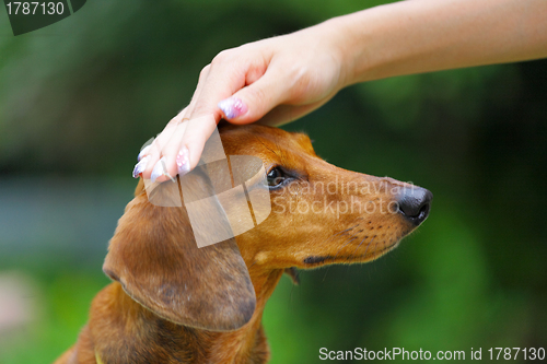 Image of obedience dog