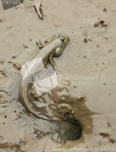 Image of mudskipper