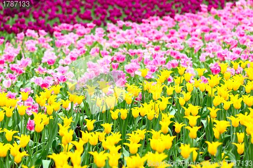 Image of tulips flower field