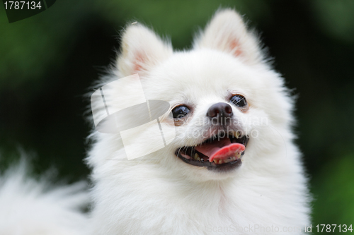 Image of white pomeranian dog