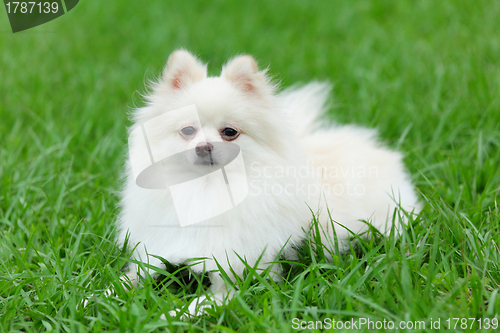 Image of white pomeranian dog