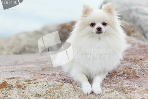 Image of white pomeranian dog