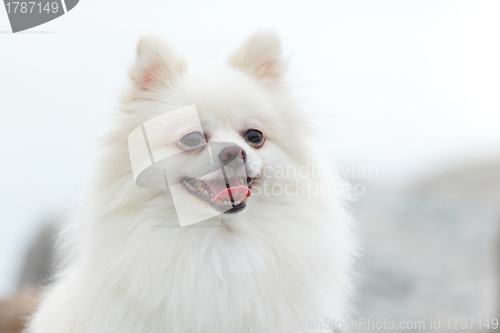 Image of white pomeranian dog