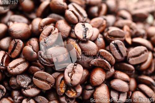 Image of Coffee bean