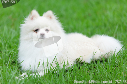 Image of white pomeranian dog